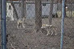 Mexican wolves at the Endangered Wolf Center
