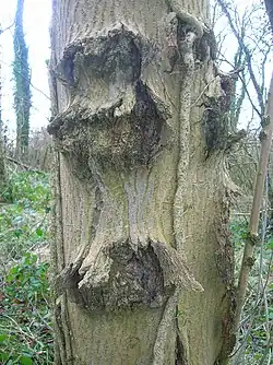 Canker on an ash tree in North Ayrshire, Scotland