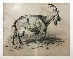 A long-haired goat with arched back and tall back-curved horns