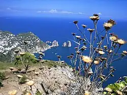 View from Monte Solaro towards the Faraglioni