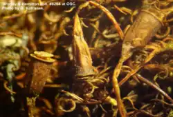 Capsules of Bartramiopsis lescurii