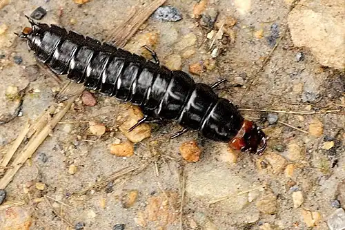 Larva