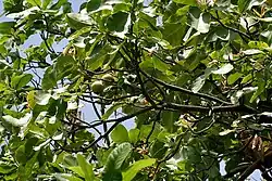 Fruit with leaves in Narsapur, Medak district, India.