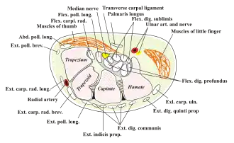 Transverse section across the wrist and digits.