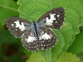 Female upperside, Kerala, India