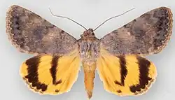 Catocala frederici