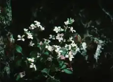 Caulostramina jaegeri (cliffdweller)