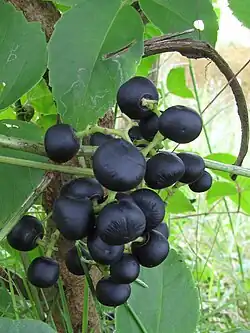 Fruit