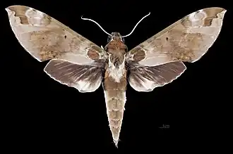 Cechenena helops helops, female dorsal view