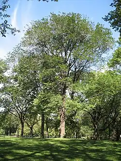 a very large tree in Central Park planted in honour of Joyce Kilmer