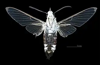 Ventral male (coll. MHNT)