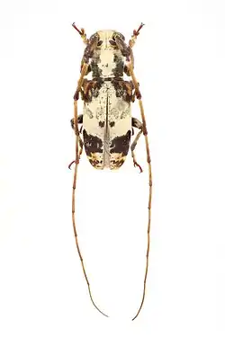 A picture of a taxidermy of a Protonarthron olympianum Aurivillius on a white background