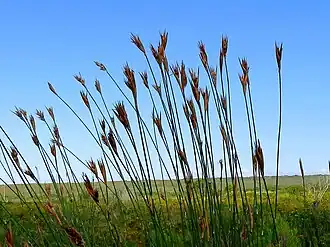 Ceratocaryum argenteum. The seeds resemble dung balls in great detail and deceive dung beetles. This is called mimicry.