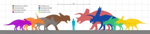 Silhouette of a man next to silhouettes of ceratopsid dinosaurs. The tallest, Triceratops, is about twice as tall and the shortest, Nasutoceratops, is about the same height