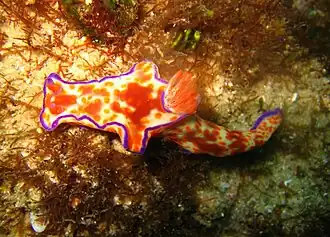 Ceratosoma trilobatum