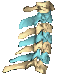 Shape of cervical vertebrae (shown in blue and yellow). Animation.