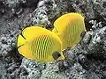 Bluecheek butterflyfish Chaetodon (Rabdophorus) semilarvatus