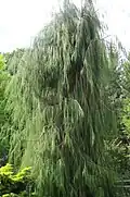 Cultivar 'Imbricata Pendula', Rosemoor, Devon, UK