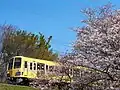 Cherry blossoms on Seibu Tamagawa Line at Nogawa