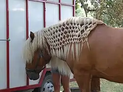 Continental braiding