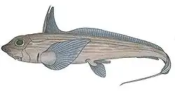 Chimaera monstrosa