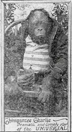 Orangutan wearing a striped shirt, sitting in a chair, hand-penned caption reads Chimpanzee Charlie: Dramatic and comedic star of the Universal