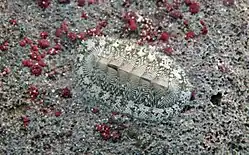 A live individual of Chiton tuberculatus