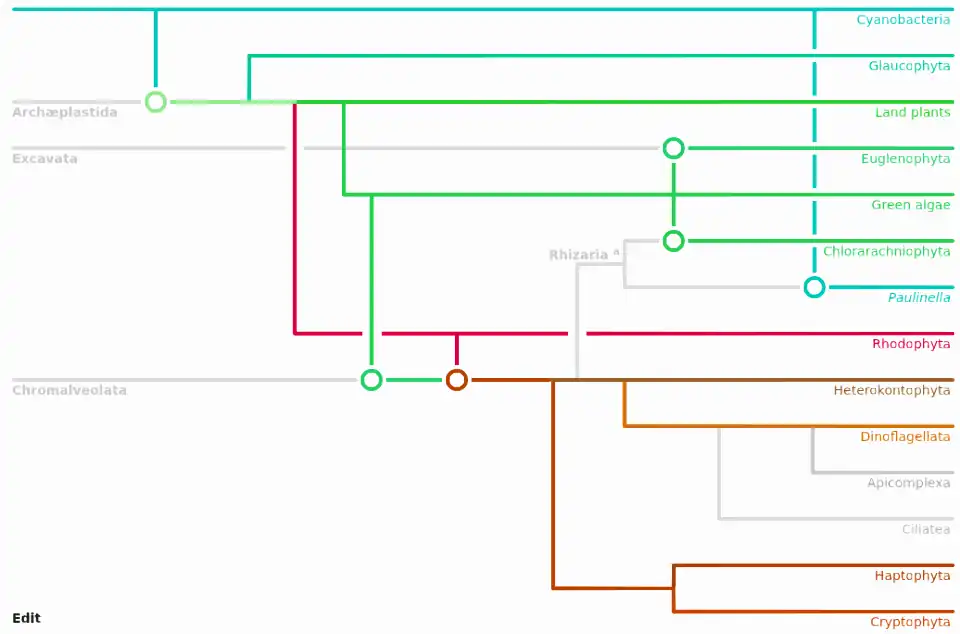 Cladogram of plastid evolution