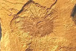 Fossil of C. xiaolantianensis from the Maotianshan Shales