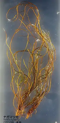 Chordaria flagelliformis