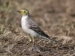 Immature in first-winter plumage Joka, Kolkata (West Bengal, India)