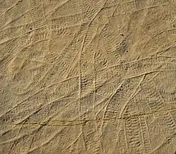 Climactichnites wilsoni, the surface trails from a large, slug-like mollusk. In this sprawling example, the many trackways are seen overlapping each other. These examples are about 10 cm wide.