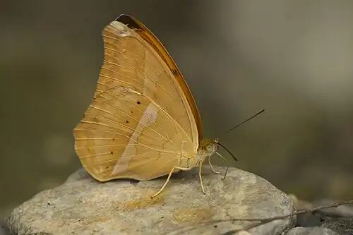 Ventral view (male)