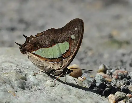 Ventral view