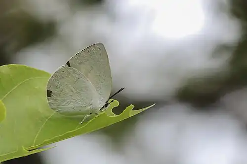 Ventral view (female)