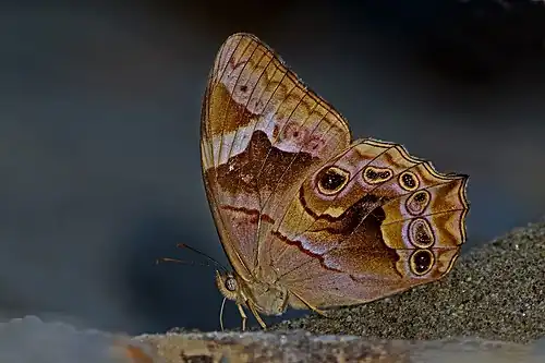 Ventral view (female)