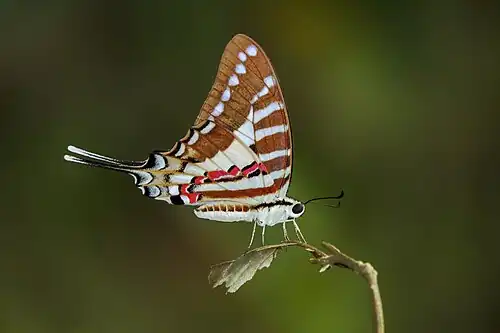 Ventral view
