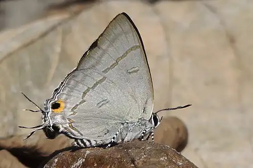 Ventral view (male)