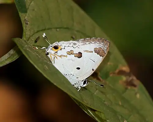 Ventral view