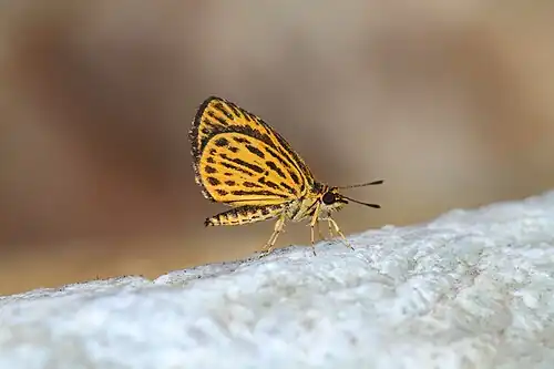 Ventral view
