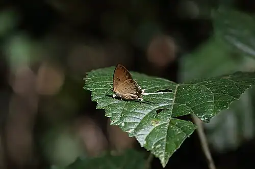 Ventral view
