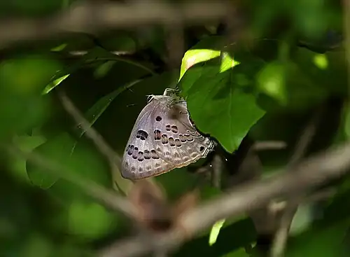 Ventral view