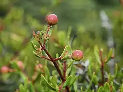 The unripe red and green berries