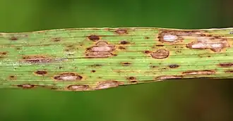 Close-up shot of a leaf blade, resembling a blade of grass. Many very obvious dry, discolored spots show the leaf is unhealthy or dying.