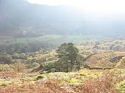Coed Craflwyn