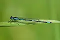 Coenagrion pulchellum