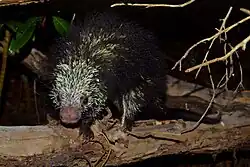 Black and yellow porcupine