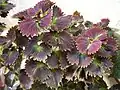 Coleus sp. 5