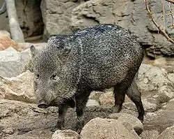 Collared peccary