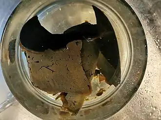 Two-part beak of a colossal squid exhibited during the NHM's Spirit Collection Tour